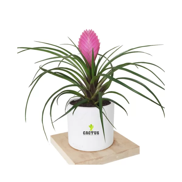 Tillandsia Bitkisi