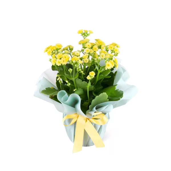Renkli Kalanchoe