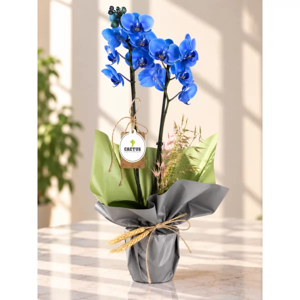 Blue Orchid