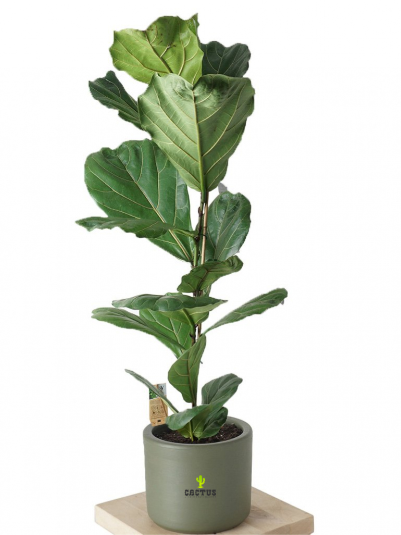 Ficus Lyrata