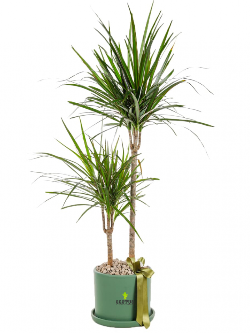 Dracaena Marginata